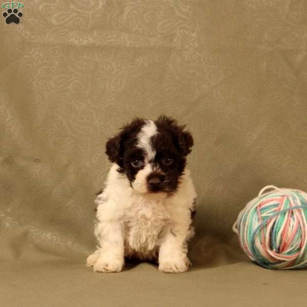Hope, Toy Poodle Puppy